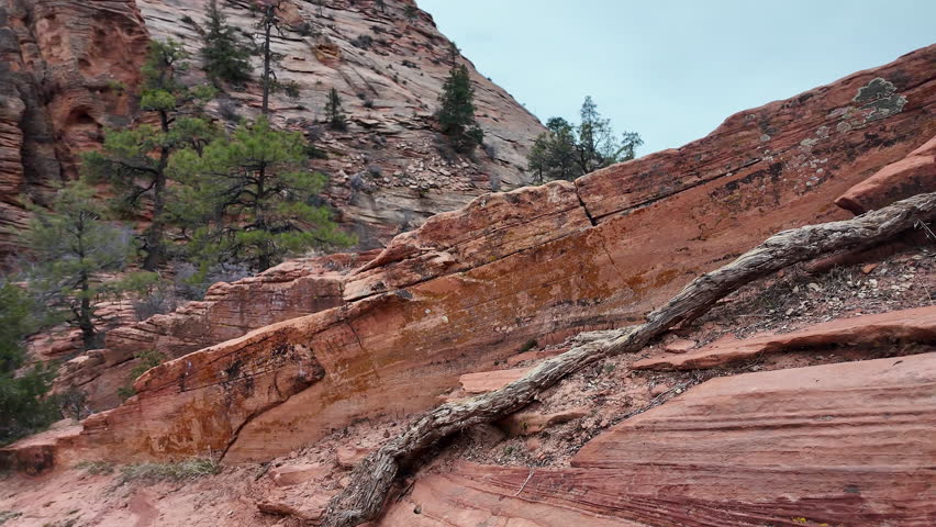 View of the desert layers in Zion of rocks and roots in Utah.