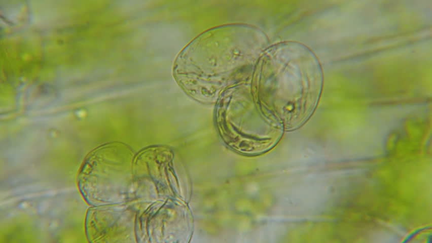 Chloroplast under microscope. Cell division. Cell Structure With Live Bacteria. Leaf Photosynthesis. Plant Cells Under Microscope. Virus Infection. Green Algae Cells Under Microscope. GMO. DNA.