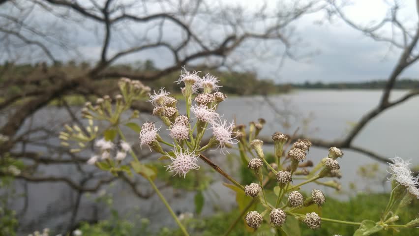 Siam Weed (Chromolaena odorata) White Flowers Blooming Near Lake, Wild Invasive Plant, 4K
