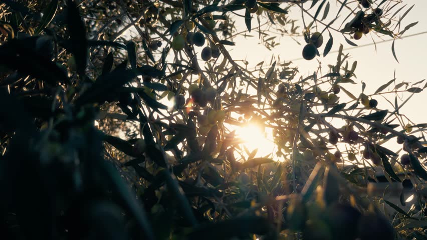 raggi di sole fitlrano tra le foglio di ulivo 