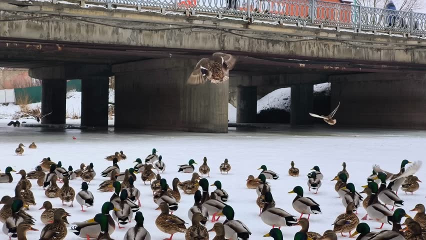 A bustling winter scene features dozens of ducks gathered on a frozen river beneath a concrete bridge. Snow covers the ground, while the icy water reflects the cold atmosphere. The bridge