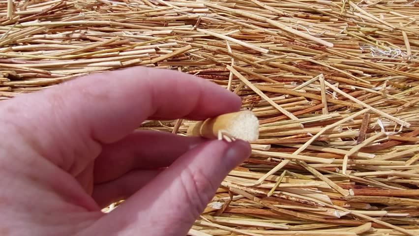 Lake Titicaca, Peru - 9 December 2022. A hand squeezes a freshly cut totora reed above a floating island platform covered with dried reeds.
