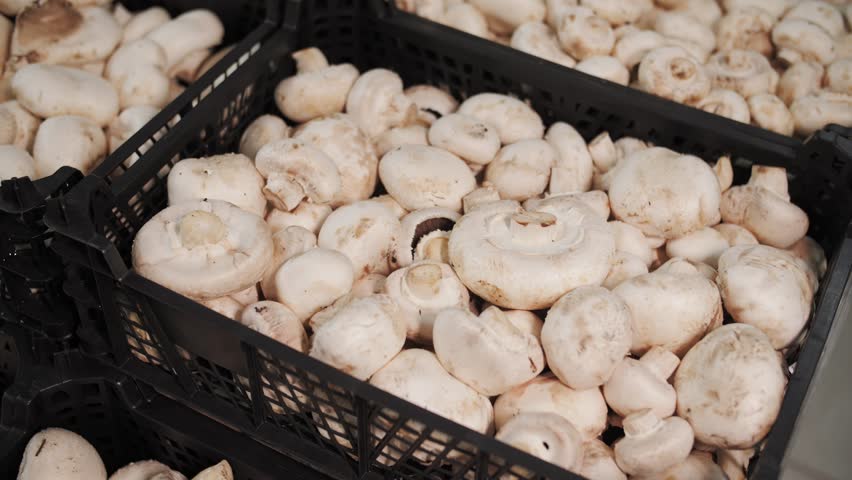 Fresh white button mushrooms in market crates.