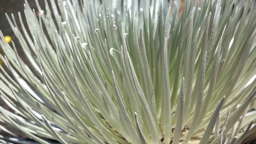 Haleakala Silversword. The most iconic and famous endemic plant in Haleakala National Park, Maui, Hawaii. High quality 4k footage
