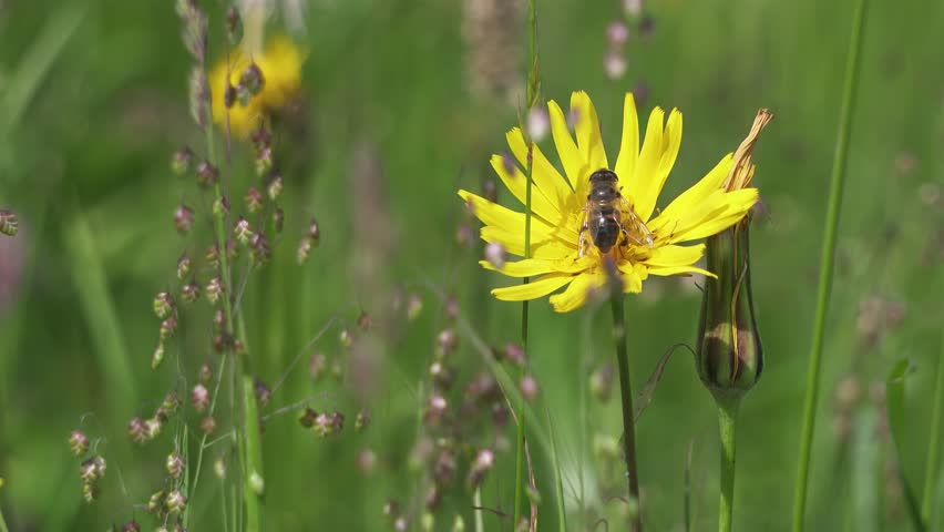 Wild Bee Resting on Yellow Flower in Summer Meadow, Closeup Nature