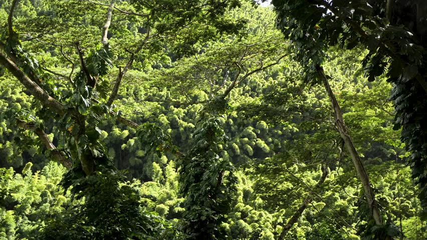 Lush green Nature on the Road to Hana in Maui Hawaii. Tropical forest or garden in Maui. High quality 4k footage