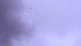 Wide angle view of a large flock of crows flying high in a soft purple evening sky. Dark bird silhouettes create a dynamic, scattered formation against a pastel twilight background. Atmospheric nature scene with copy space, ideal for themes of freedom, migration, mystery, movement, and dramatic sky. - Powered by Shutterstock - Get 15% off with code: PIKWIZARD15