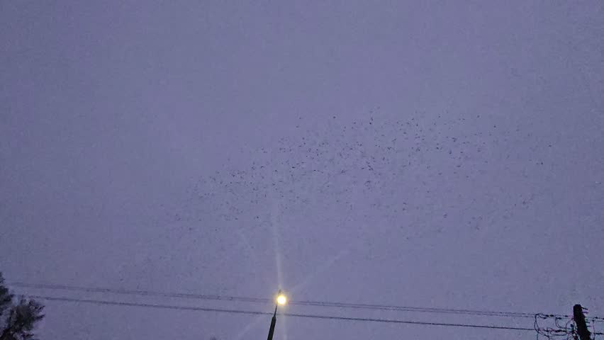 Stunning starling murmuration at dusk. Thousands of birds flying in sync, creating fluid shapes in the twilight sky. Mesmerizing natural phenomenon of massive bird flock movement in the city at sunset.