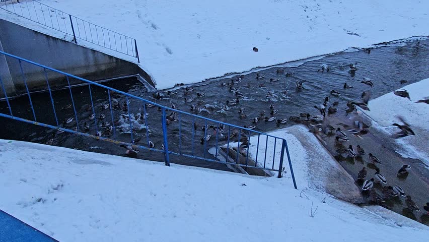 Large flock of mallard ducks (Anas platyrhynchos) gathered on the snow-covered ground during a cold winter day. Wild birds walking, quacking, and interacting in their natural habitat. High angle view of a dense group of drakes and hens on white snow. Perfect for nature, wildlife, and winter season themes.