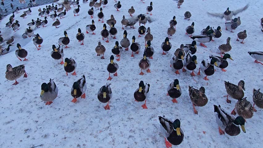 Large flock of mallard ducks gathered on a snowy riverbank in winter. Wild birds walking on snow, quacking, and flapping wings in their natural habitat. Dynamic wildlife scene during cold season.