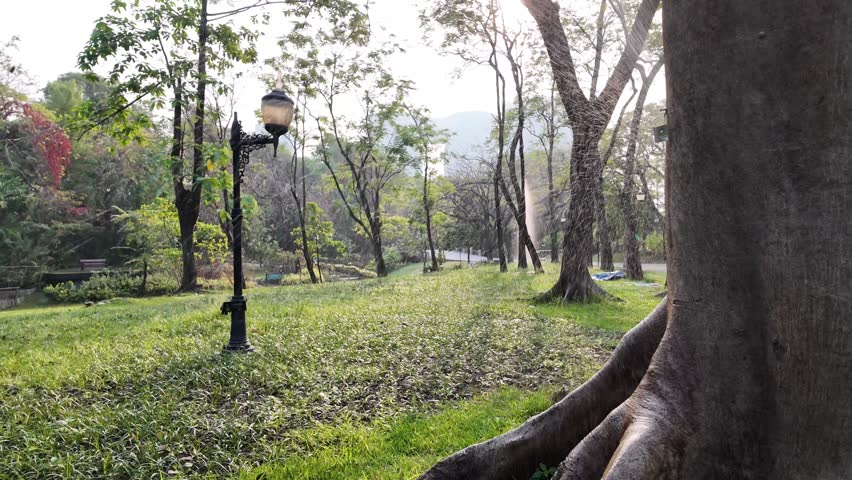 A forest park in the heart of the city.
