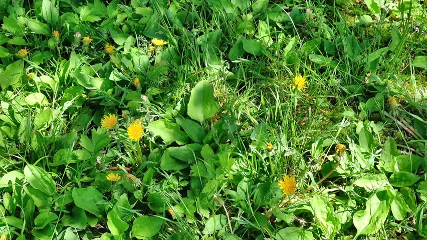 Dandelion flowers and sunlight through the trees, spring