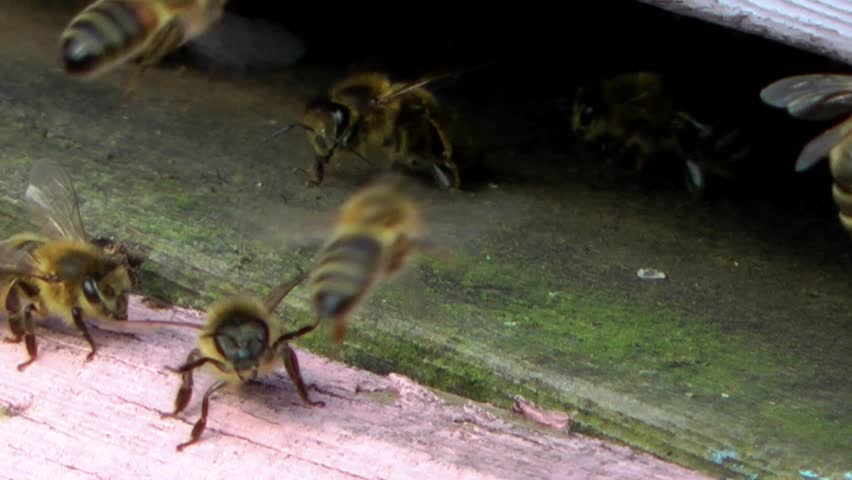 Honey Bees entering Bee Hive (Close Up)
