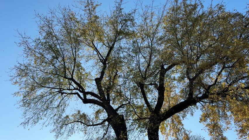 Autumn tree with falling leaves against the blue sky.