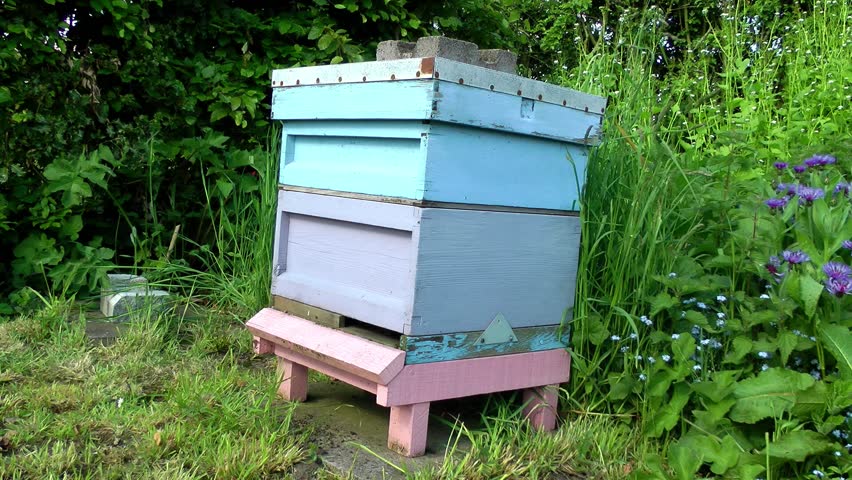 Honey Bees entering Bee Hive