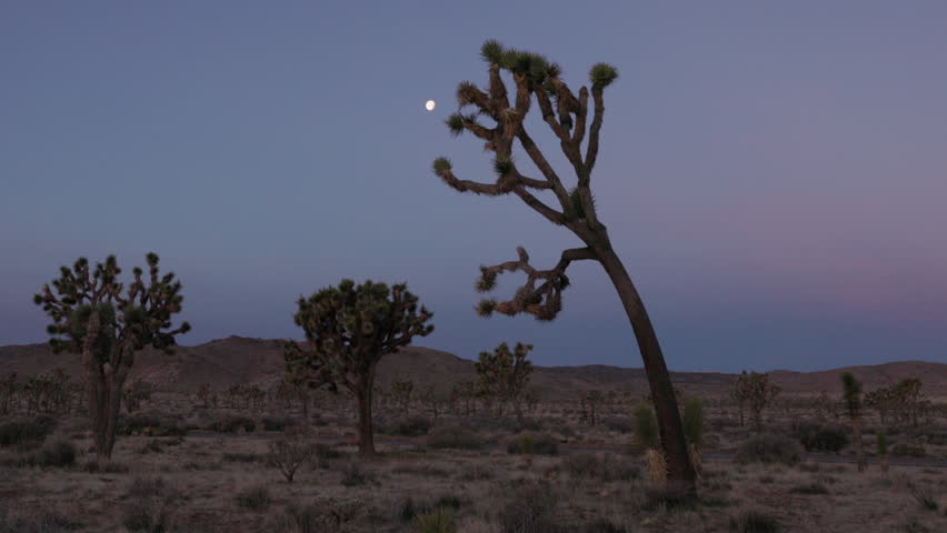 a tilt up clip of a joshua trees at dawn with the moon in the background at joshua tree national park of california, usa