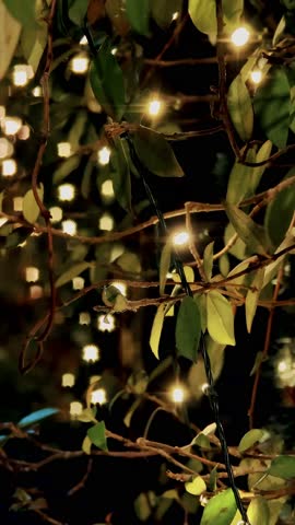 Shining christmas lights woven into thick plant foliage on a dark winter night. Decorative outdoor illumination.
