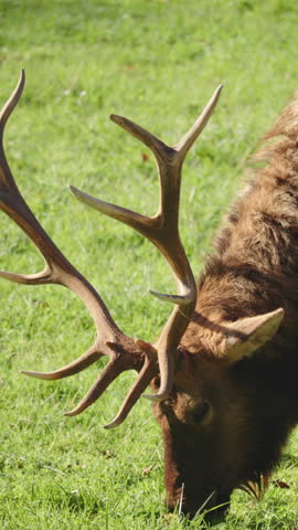 Wild elk grazing on fresh green grass, powerful antlers and textured fur visible, peaceful wildlife scene in natural environment focused on animal behavior and balance in nature