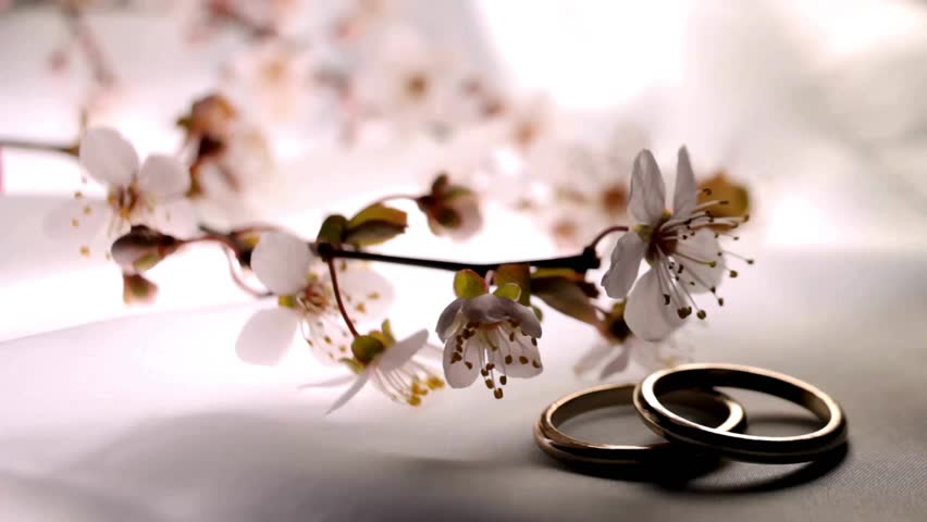 Two gold wedding rings on white surface with cherry blossoms