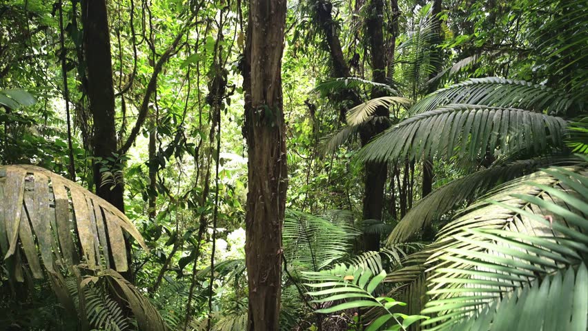 A lush forest scene featuring ferns and tall trees