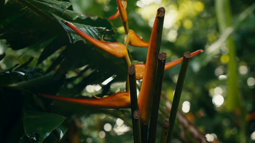 A vibrant orange tropical flower in a lush forest