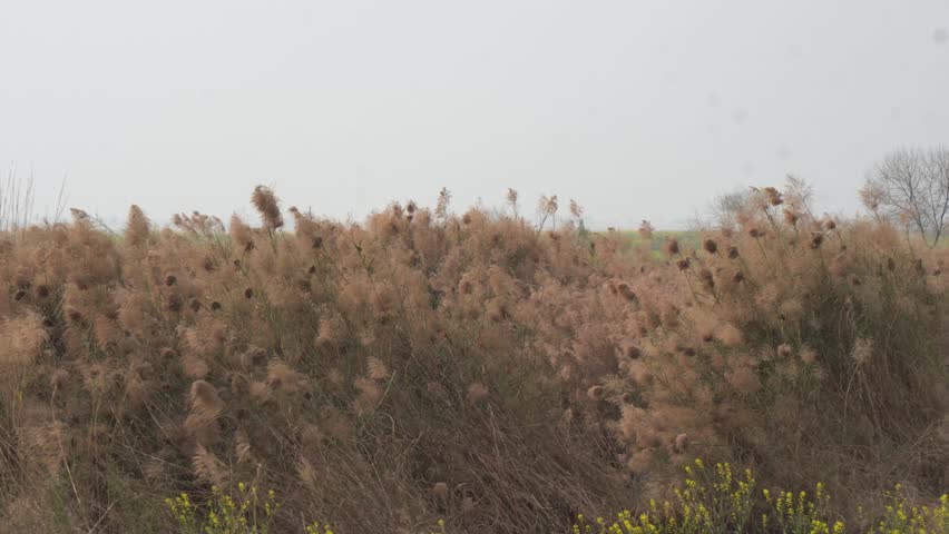 Pampas Grass Field with Fluffy Plumes – Tall Beige Feather Grass Meadow Wild Prairie Landscape Close-Up