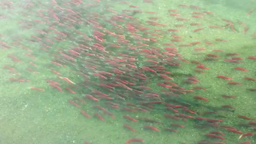 A school of red salmon swims upstream through a clear river current, showcasing determination during migration in pristine freshwater habitat.