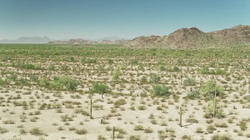 Arid desert landscape with scattered cacti and rugged mountains under a clear blue sky, highlighting the harsh beauty and serenity of the desert.