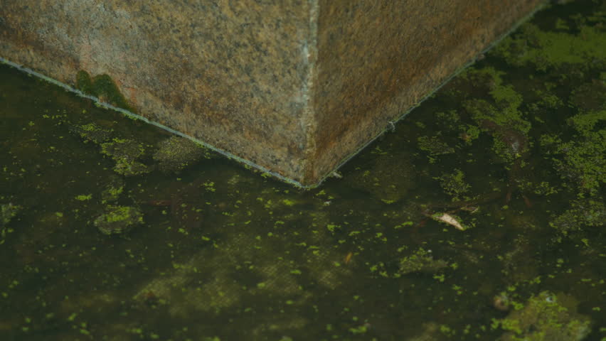 A static shot captures the corner of a weathered stone block submerged in dark, stagnant water filled with green algae and duckweed, highlighting textures of decay and nature.