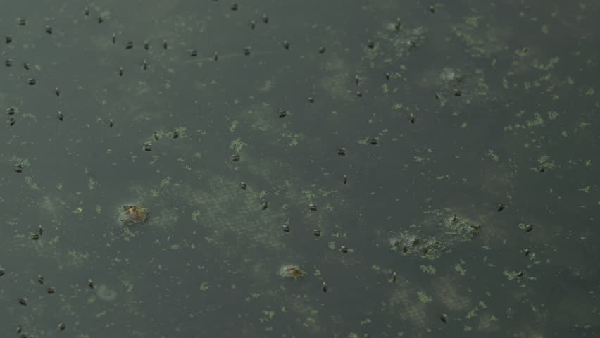 A locked-off, static shot captures numerous insects resting on the surface of dark, stagnant pond water filled with green duckweed and algae under soft, natural light.