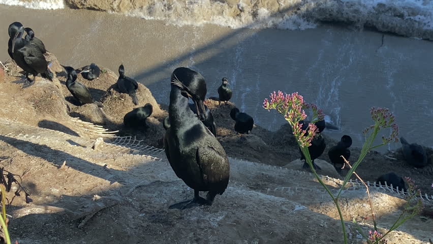 Double-crested cormorant preening it