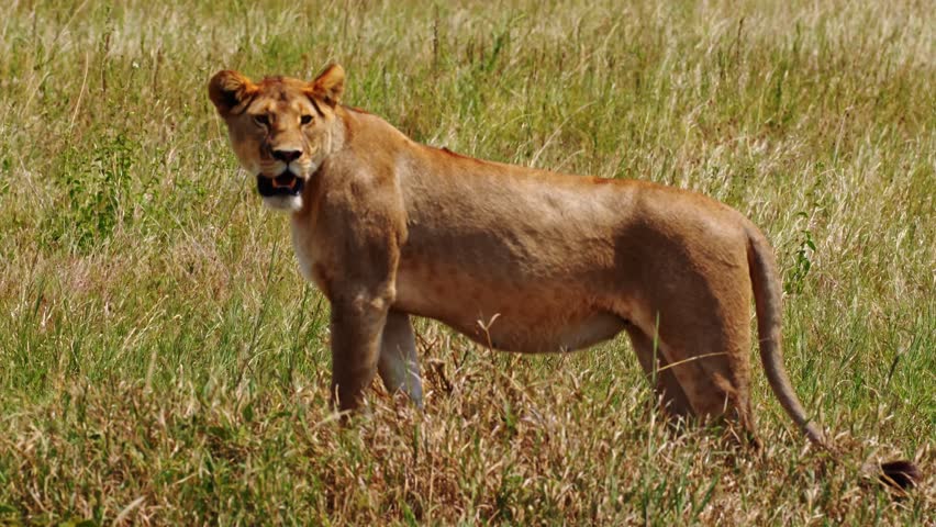 Lone lioness patrolling the vast plains of Serengeti National Park, Africa, on the prowl for her next hunt. Cinematic wildlife scene capturing predator instinct, tension, and raw savannah survival.