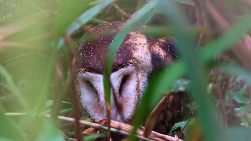 A close-up shot of a barn owl (Tyto alba) waking up and staring at the camera.