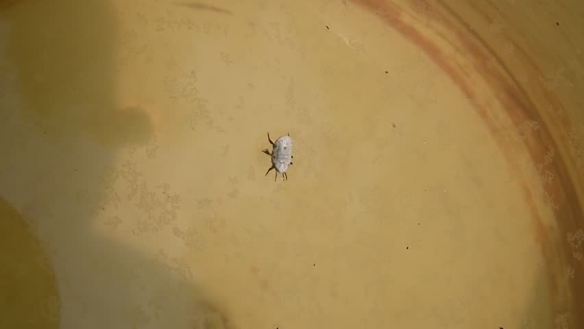 A scale insect is observed falling into the water and swimming in Tehatta, West Bengal, India, on June 06, 2025. Scale insects are small herbivorous insects belonging to the order Hemiptera, feeding on plant sap by piercing plant tissues. They often have a mutualistic relationship with ants, which consume the honeydew produced by the scale insects and protect them from predators. 
