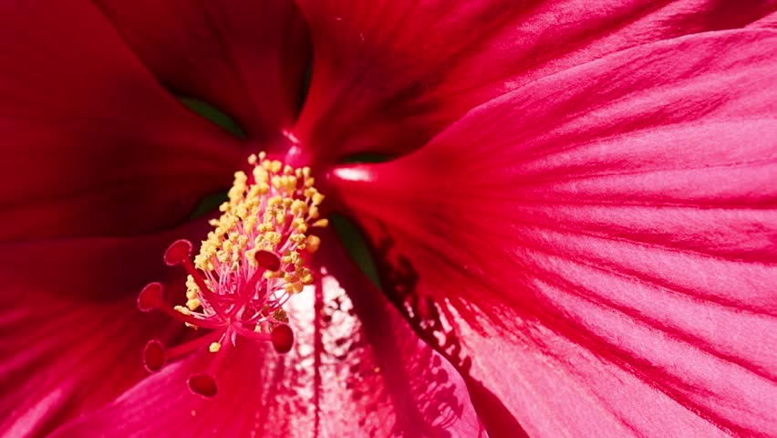 Detailed macro view focusing on the yellow pollen-covered stamen and textured pink hibiscus petals.