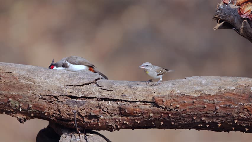 Video of Yellow throated Sparrow and red whiskered bulbul