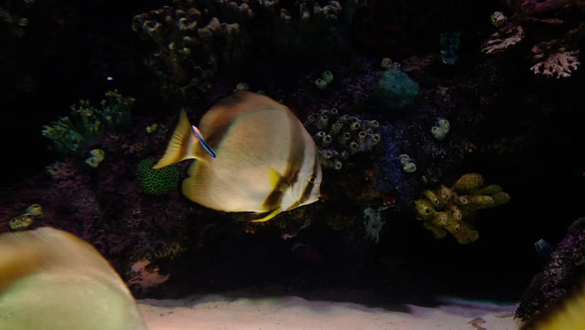 colorful tropical ocean fish swimming in a reef aquarium
