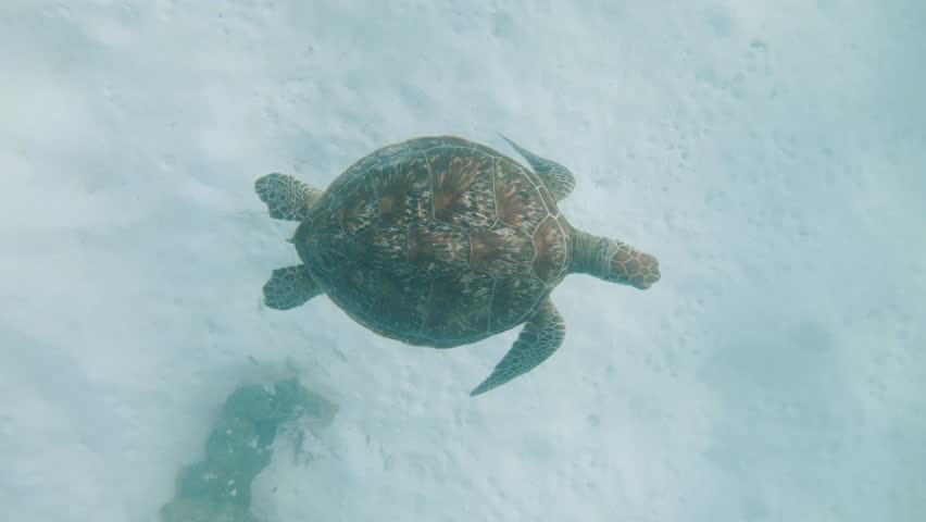 A Green Sea Turtle swims slowly through the clear ocean waters on the Great Barrier Reef Queensland Australia. Underwater view