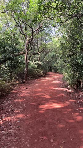 A steady shot of a vibrant red clay hiking trail winding through a dense canopy of green trees. Bright sunlight filters through the leaves, creating dappled shadows on the ground. Perfect for nature, travel, or outdoor adventure themes.