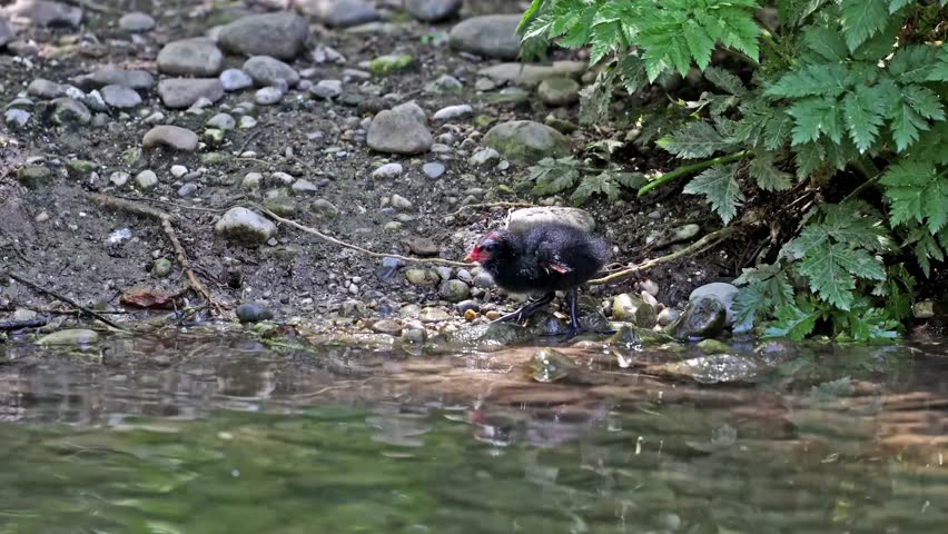 Juvenile baby common moorhen Gallinula chloropus also known as the waterhen, the swamp chicken, and as the common gallinule swimming at a blue lake water