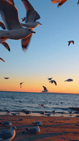 Seagulls on sandy beach and flying at sunset horizon. Large group of gulls standing on sand and flying near ocean water during orange sunset with low angle view.