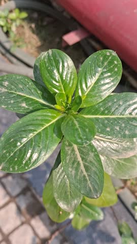  Medagaskar sadabhar Beautyful flower plant