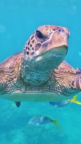 Majestic green sea turtle peacefully swimming in clear turquoise water surrounded by small fish