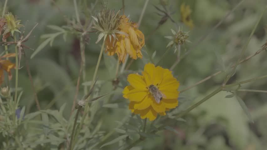 Close-up of two yellow flowers and a bee