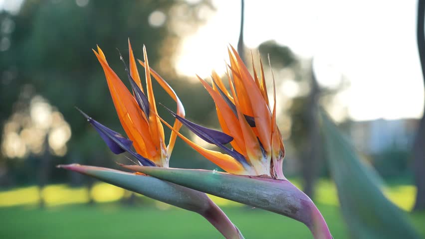 Two orange and blue flowers with a green stem. The flowers are in a park. The flowers are in full bloom