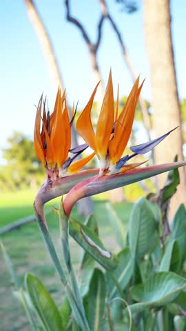 Two orange flowers with blue tips are in a green bush. The flowers are in full bloom and are surrounded by green leaves. The image has a peaceful and serene mood