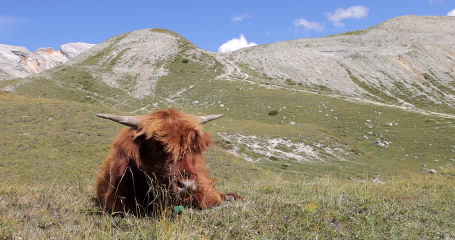 Highland cattle bull resting in Italian Dolomites alpine meadow, shaggy coat and long horns on summer alpeggio pasture beneath pale limestone ridges