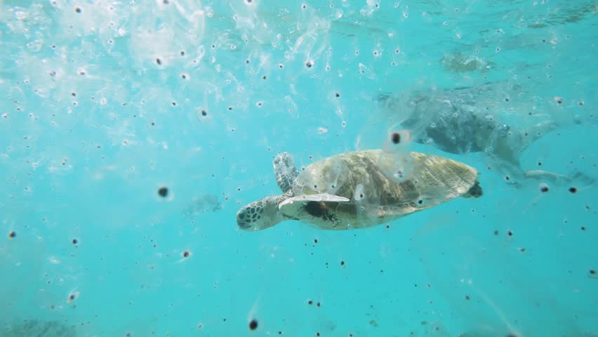 A snorkeler observes a turtle swimming and feeding on a mass concentration of jellyfish sea creatures (Salps). Marine science