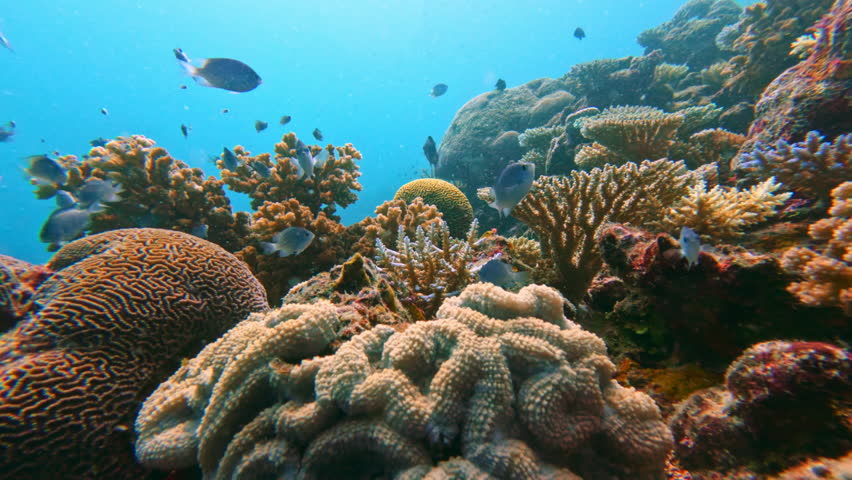 Vibrant coral reef ecosystem with brain and staghorn corals, colorful tropical fish in clear blue water, peaceful underwater scene for diving and conservation. Fiji tropical islands exploration
