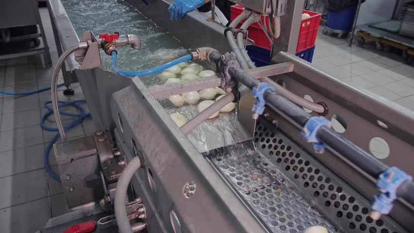 Professional industrial machine washing peeled white onions on conveyor belt in factory